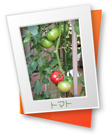 トマト トマト