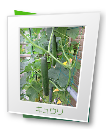 キュウリ キュウリ