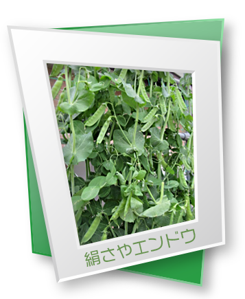 絹さやエンドウ 絹さやエンドウ